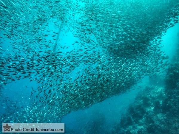 Billions of Sardine Dancing Under the sea of Panagsama